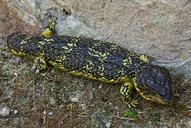 lizard-blue-tongue-shingleback-526452.jpg