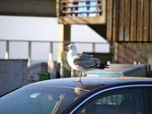 san-francisco-usa-pier-seagull-49551.jpg