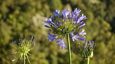 jewelry-lilies-agapanthus-1182202.jpg