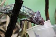 chameleon-feeding-terrarium-486074.jpg