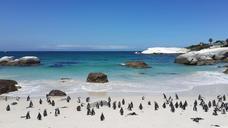 penguins-beach-tropical-sand-white-857206.jpg