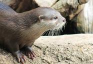 otter-animal-nature-438198.jpg