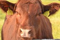 cow-curious-cattle-dairy-206629.jpg