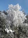 trees-frost-sun-hoarfrost-winter-635625.jpg