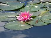 water-lily-blossom-bloom-653667.jpg