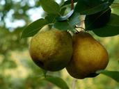 pair-pears-two-fruit-fresh-952187.jpg