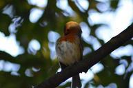 robin-red-robin-bird-185445.jpg