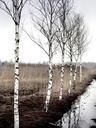 birch-autumn-tree-sky-nature-reed-245533.jpg