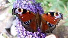 butterfly-peacock-butterfly-598676.jpg