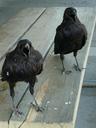 raven-crow-black-bird-dark-animal-509417.jpg