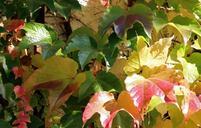 autumn-leaves-golden-autumn-vine-466060.jpg