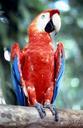 ara-parrot-bird-colorful-parrots-1009065.jpg