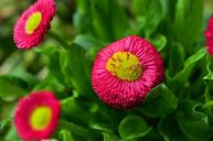 daisy-red-daisy-flower-colorful-1301070.jpg