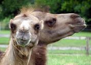 camel-face-animal-cute-nature-zoo-69577.jpg