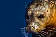 seal-grey-animal-north-sea-314796.jpg