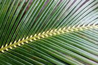 fern-green-macro-close-leaf-fern-663066.jpg