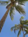 coconut-tree-nature-beach-brazil-697689.jpg