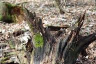 tree-root-moss-morsch-tree-root-665397.jpg