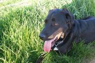 dog-meadow-dog-on-meadow-655169.jpg