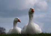 geese-goose-poultry-animals-couple-324204.jpg