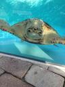 turtles-water-pool-animal-sea-1054935.jpg