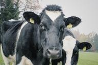 cows-two-cows-dairy-agriculture-1264545.jpg