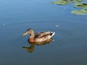 mallard-mirroring-water-duck-lake-909144.jpg