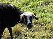 sheep-grass-graze-animal-462492.jpg