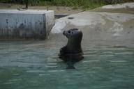 seal-water-meeresbewohner-zoo-424306.jpg