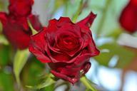 red-roses-flowers-close-plant-557690.jpg