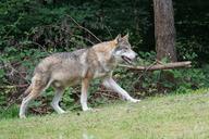 wolf-predator-european-wolf-mammal-1504415.jpg