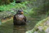 blackbird-bird-songbird-black-529213.jpg