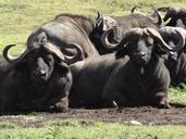 buffalo-look-mud-342020.jpg