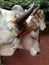 buffalo-animal-cart-horn-livestock-1615956.jpg