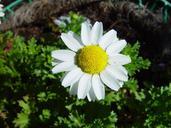 Daisy flower (1).jpg