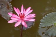 lily-water-lily-waterlily-flower-852592.jpg