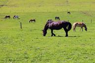 pasture-horses-horse-pasture-431723.jpg