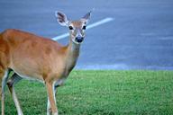 deer-wildlife-wild-animal-605163.jpg