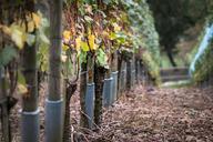 vine-vines-autumn-yellow-wine-980170.jpg