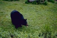 Endangered specie black bear.jpg