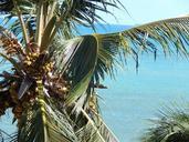 coconut-tree-mar-summer-896464.jpg