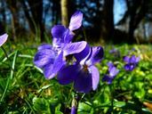 violet-viola-purple-plant-flower-292372.jpg