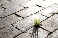 street-grass-sidewalk-light-urban-675224.jpg