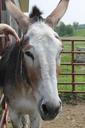 donkey-farm-farm-animals-livestock-940321.jpg