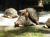 turtles-mating-reproduction-518810.jpg