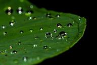 droplets-water-drop-rain-tear-195841.jpg