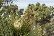 Joshua_tree_bud_at_Black_Rock_campground,_February_18,_2015.jpg