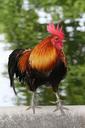 rooster-colorful-animal-red-bird-1318432.jpg