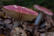 mushroom-autumn-579188.jpg