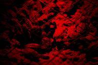 Baby loggerhead turtles under red light photo.jpg